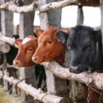 How Feed Supplements Make Your Cattle Farming Business Successful