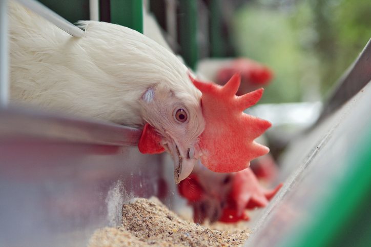 Benefits of Poultry Feed Supplements