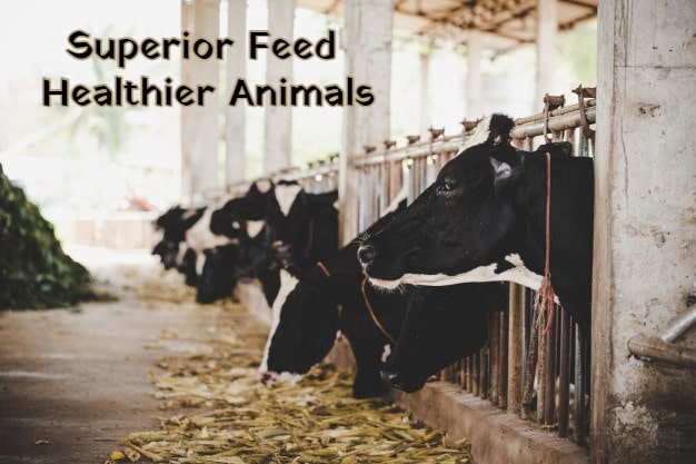 Superior Feed Healthier Animals