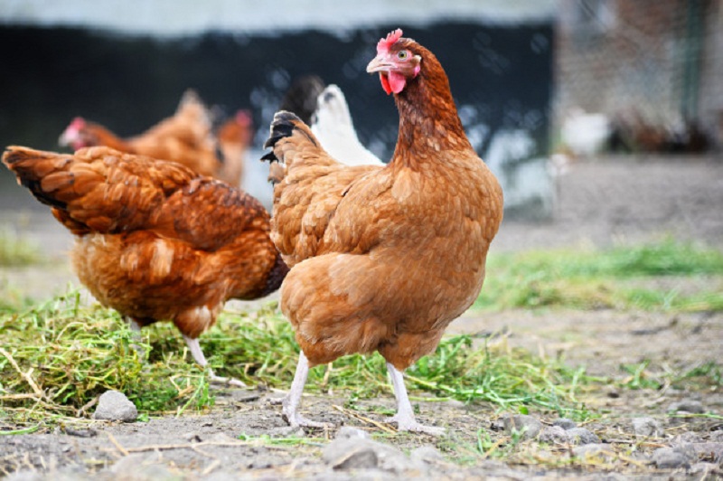 Poultry Feed Supplement – One of The Essentials for Maintaining Poultry