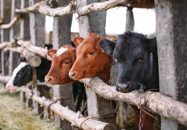 How Feed Supplements Make Your Cattle Farming Business Successful?