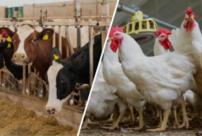 Food Supplements From The Right Supplier Play A Big Role In Health 