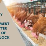 Poultry Feed Supplement For Better Health Of Your Flock