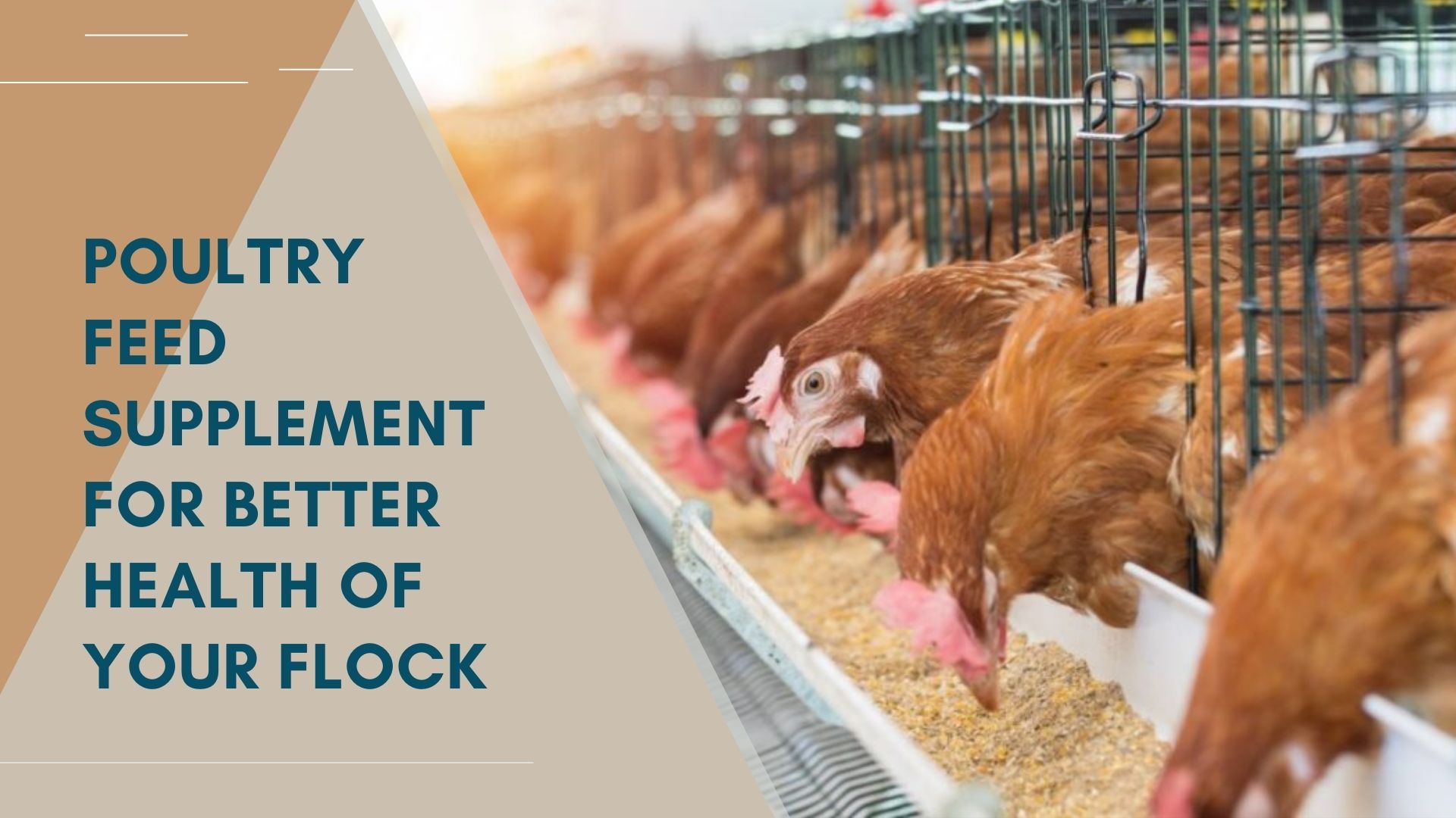 Poultry Feed Supplement For Better Health Of Your Flock