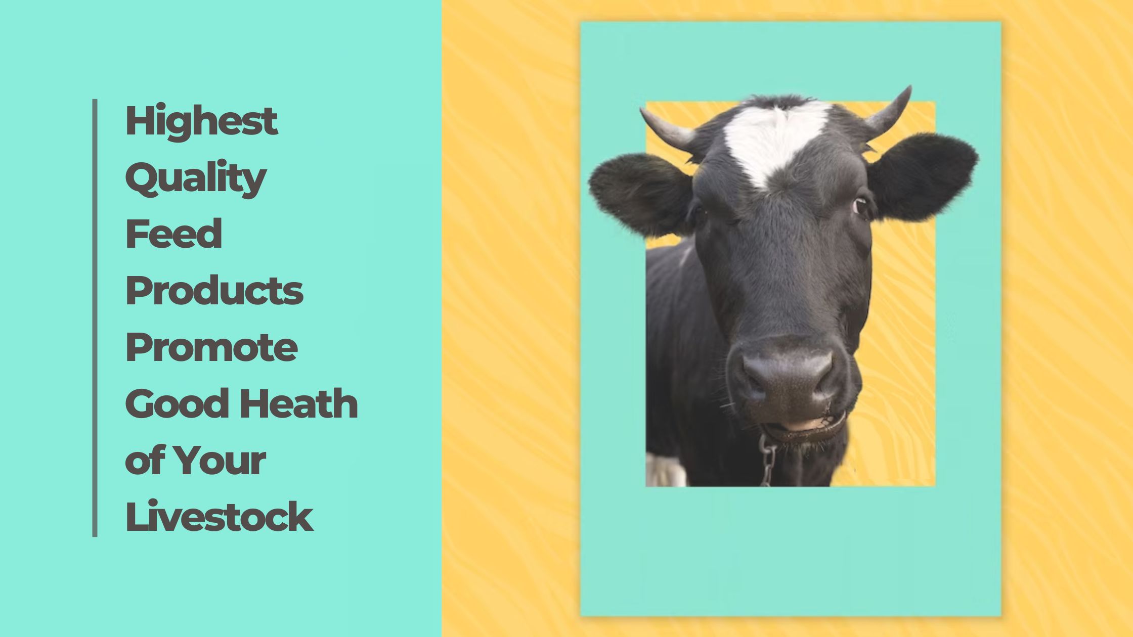 Highest Quality Feed Products Promote Good Heath of Your Livestock
