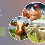 How Do Animal Supplements Improve Livestock Health and Production Profits?