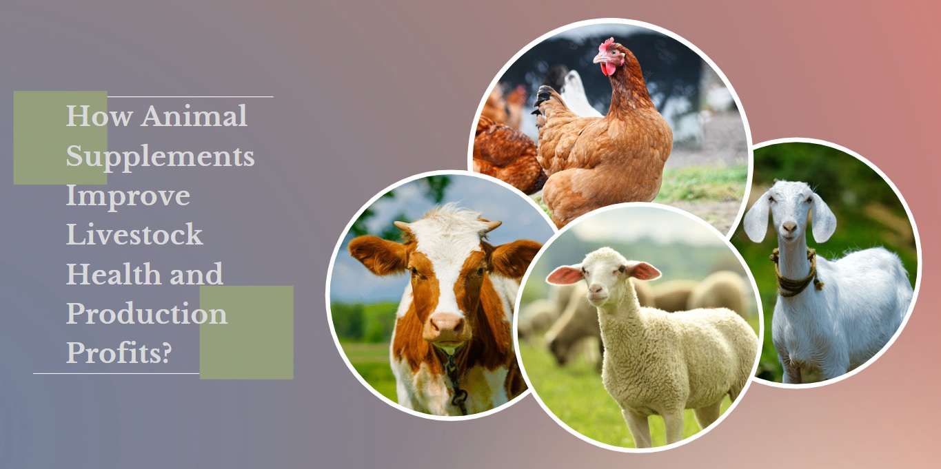 How Do Animal Supplements Improve Livestock Health and Production Profits?