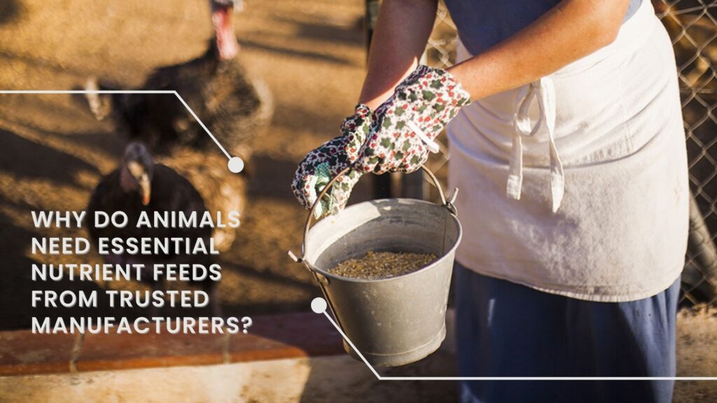 Why Do Animals Need Essential Nutrient Feeds From Trusted Manufacturers?