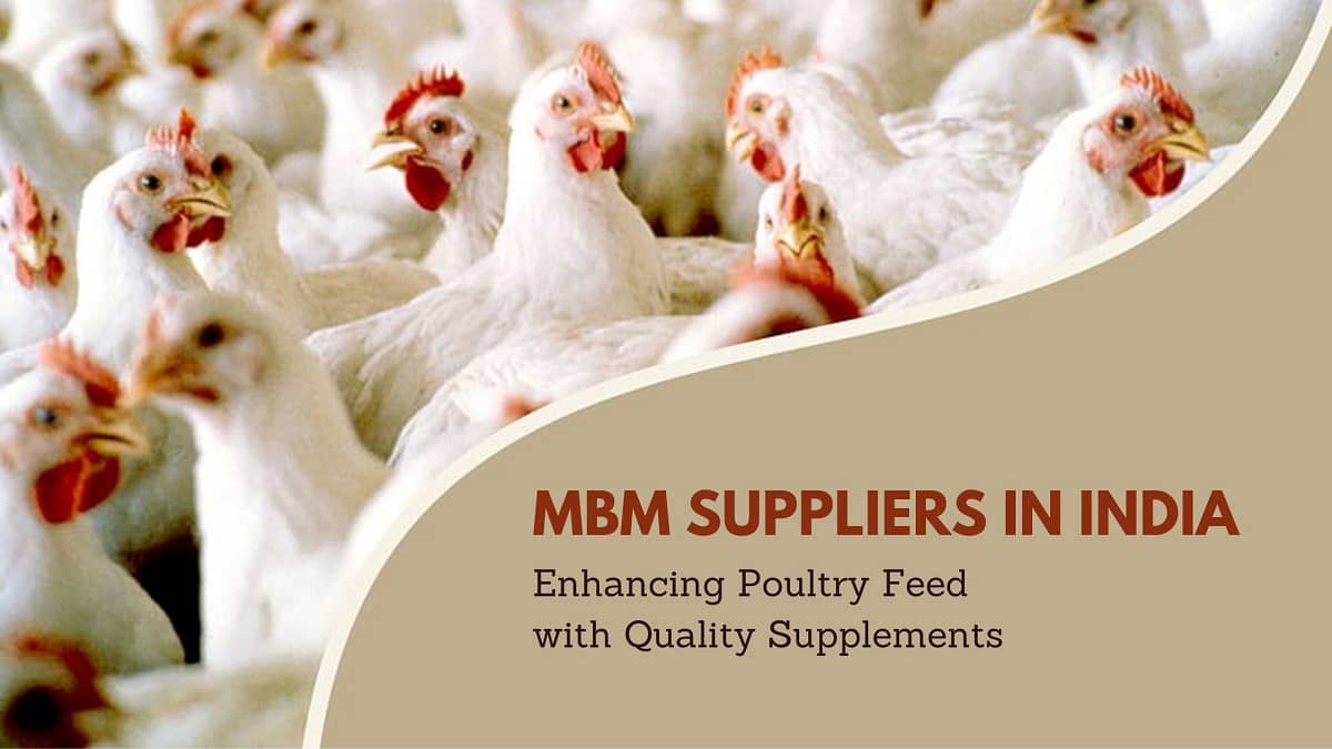 MBM Suppliers in India – Enhancing Poultry Feed with Quality Supplements