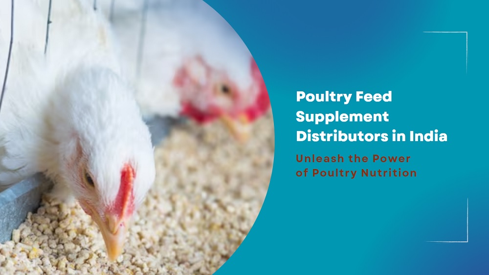 Poultry Feed Supplement Distributors in India – Unleash the Power of Poultry Nutrition