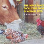 The Importance of Dicalcium Phosphate in Animal Feed - A Key Nutrient for Cattle
