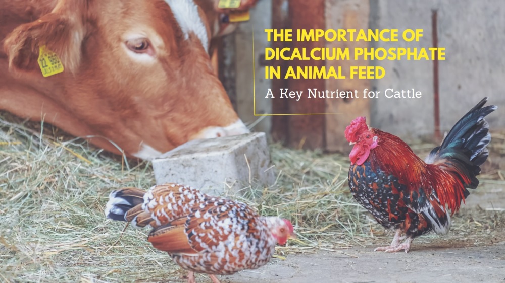 The Importance of Dicalcium Phosphate in Animal Feed – A Key Nutrient for Cattle