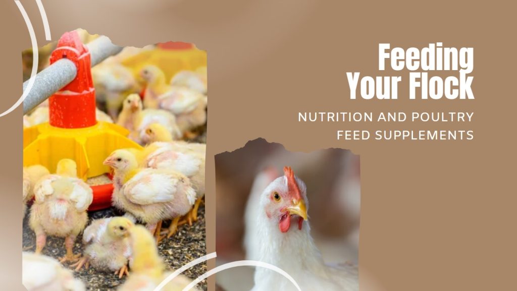 Feeding Your Flock - Nutrition and Poultry Feed Supplements