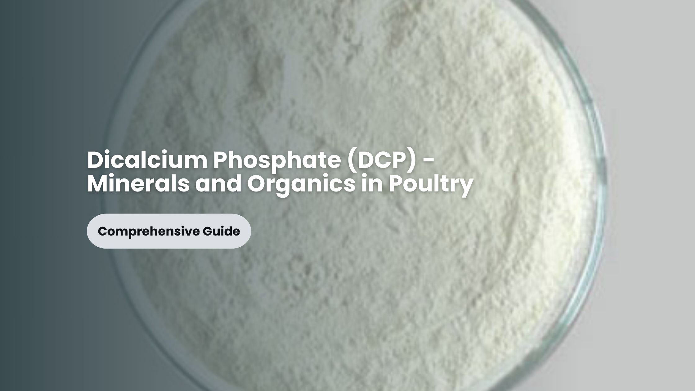 Dicalcium Phosphate (DCP) – Minerals and Organics in Poultry – A Comprehensive Guide