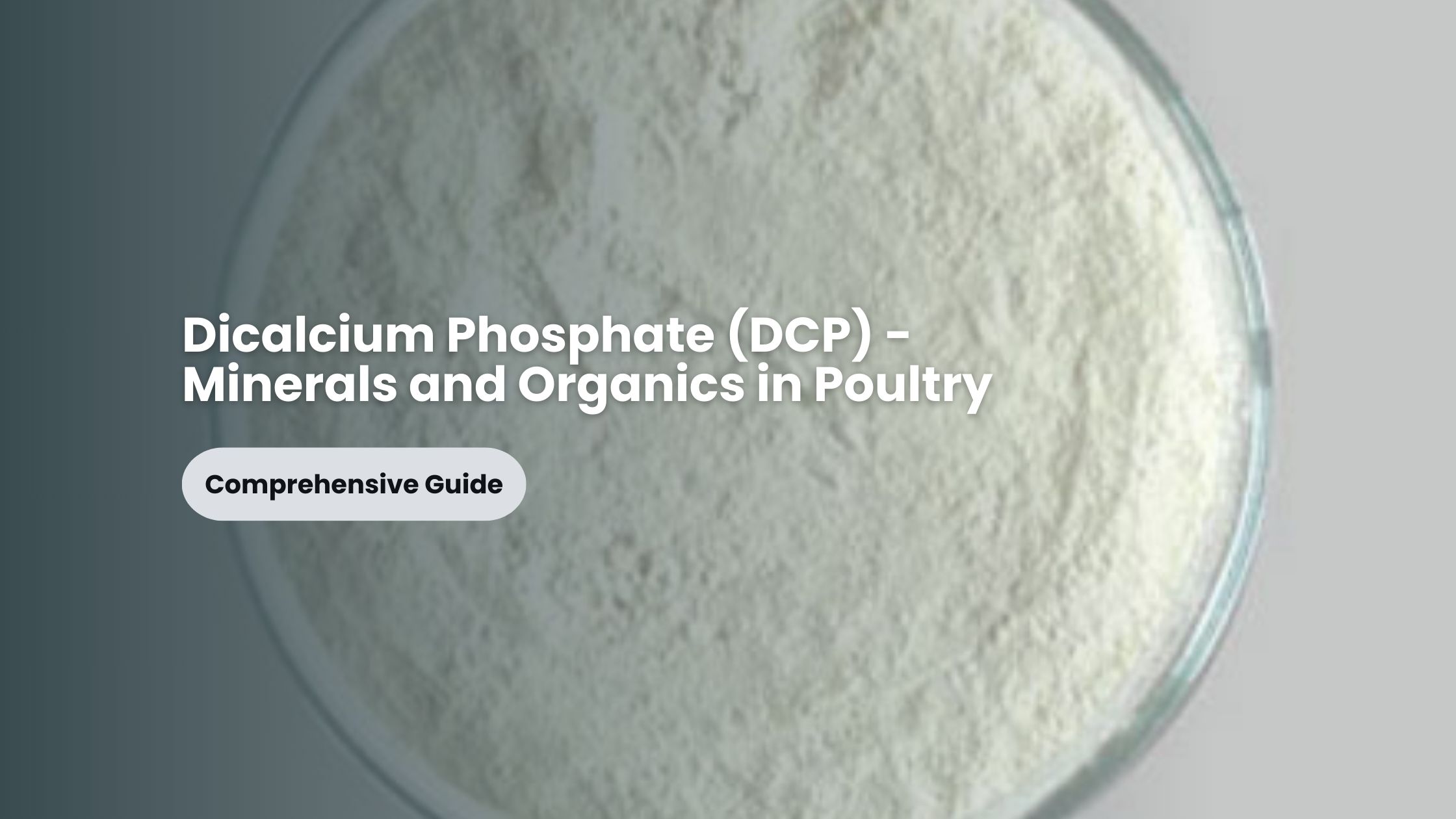 Dicalcium Phosphate (DCP) - Minerals and Organics in Poultry - A Comprehensive Guide