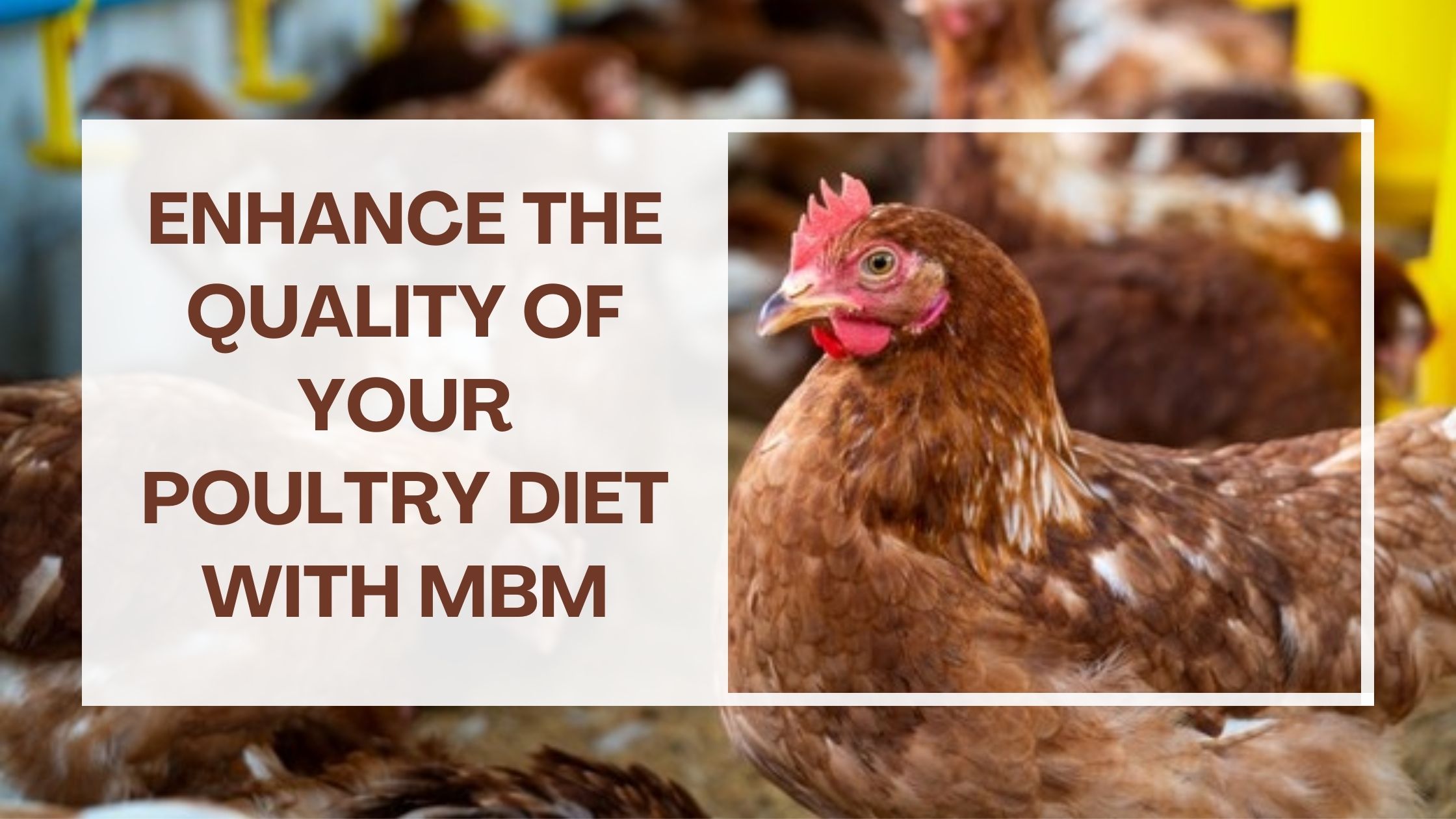Enhance The Quality Of Your Poultry Diet With MBM