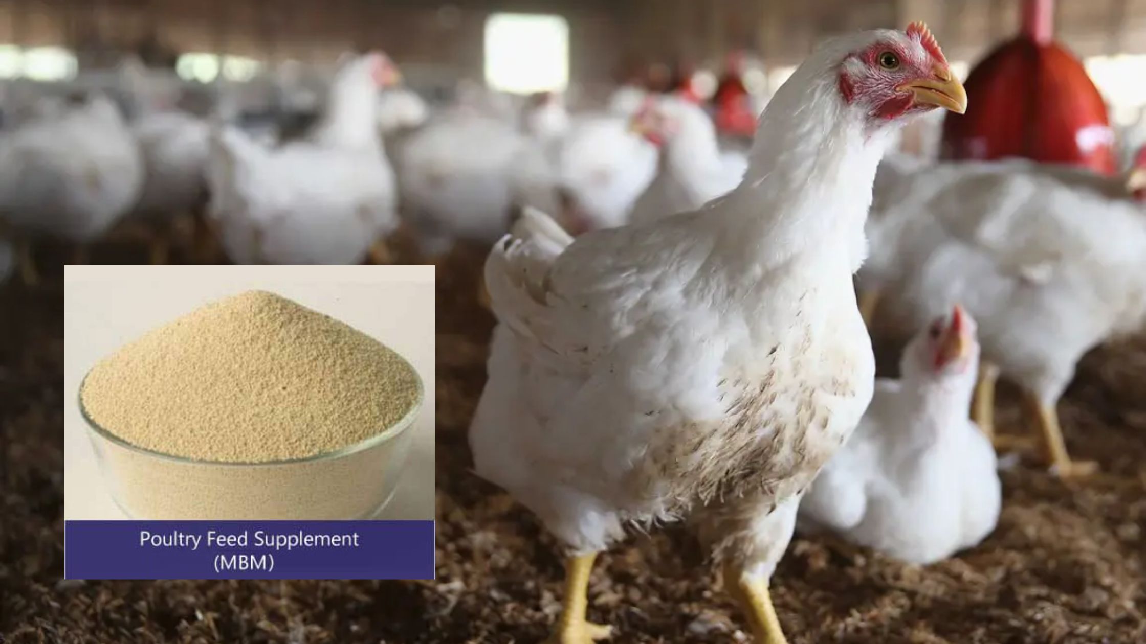 Poultry Feed Supplement (MBM) for Broiler Performance