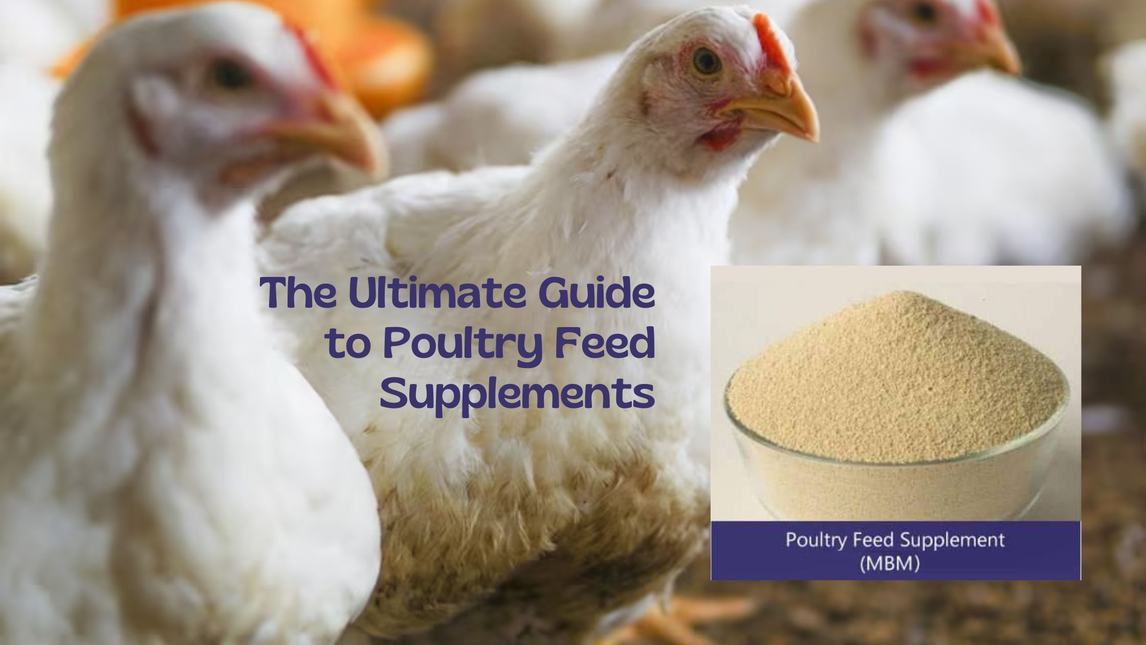 The Ultimate Guide to Poultry Feed Supplements