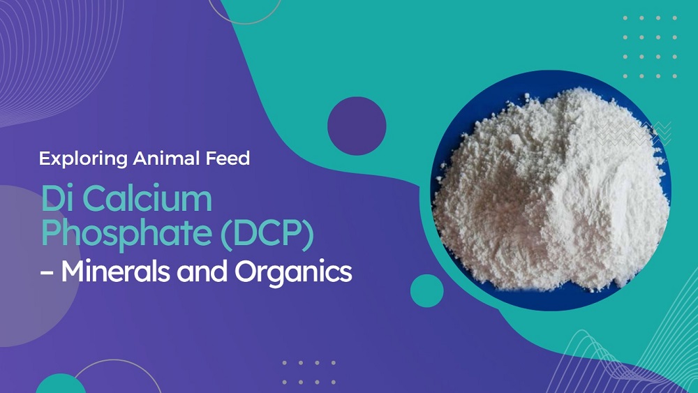Exploring Animal Feed - Di Calcium Phosphate (DCP) – Minerals and Organics