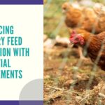 Enhancing Poultry Feed Nutrition with Essential Supplements