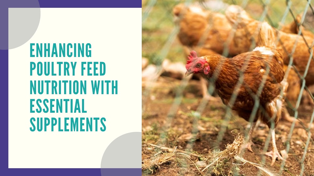 Enhancing Poultry Feed Nutrition with Essential Supplements